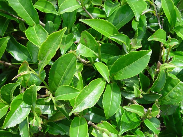 CAMELLIA SINENSIS LEAF FERMENT FILTRATE 대표 사진