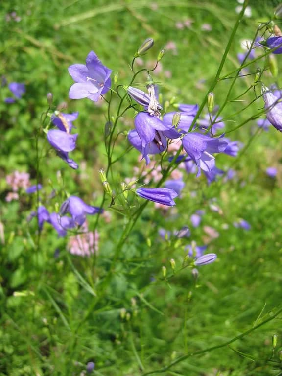 CAMPANULA ROTUNDIFOLIA EXTRACT 대표 사진