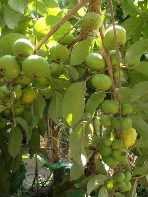 CAMPOMANESIA LINEATIFOLIA FRUIT EXTRACT 대표 사진