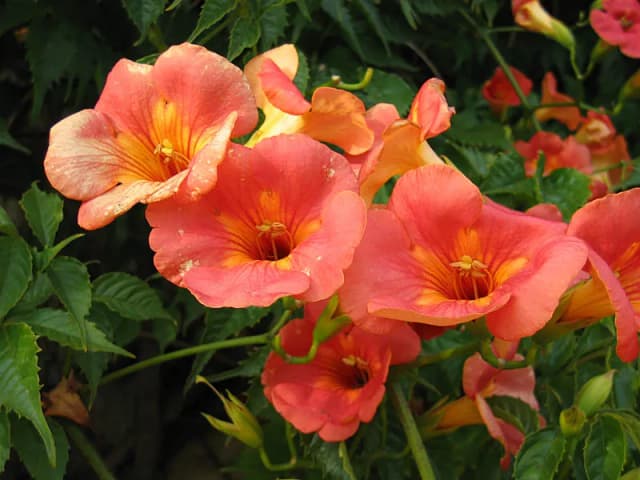 CAMPSIS GRANDIFLORA FLOWER EXTRACT 대표 사진