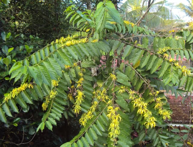 CANANGA ODORATA OIL/EXTRACT 대표 사진