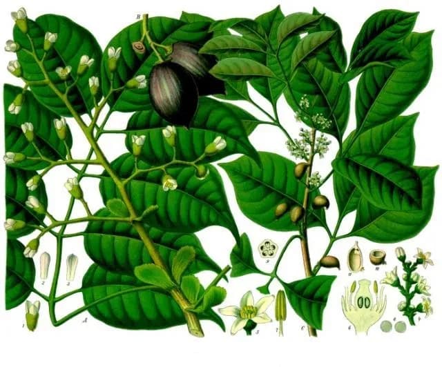 CANARIUM INDICUM SEED OIL 대표 사진