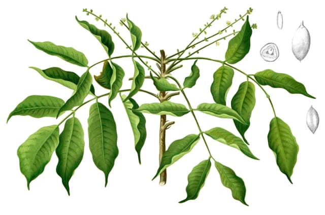 CANARIUM PIMELA LEAF EXTRACT 대표 사진