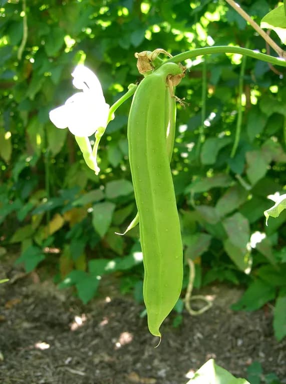 CANAVALIA GLADIATA POD EXTRACT 대표 사진