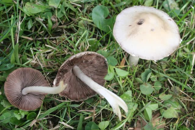 CANDOLLEOMYCES CANDOLLEANUS EXTRACT 대표 사진