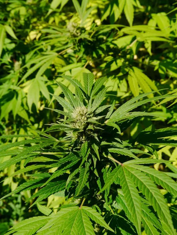 CANNABIS SATIVA SEED OIL ETHYL GLYCINATE AMIDES 대표 사진