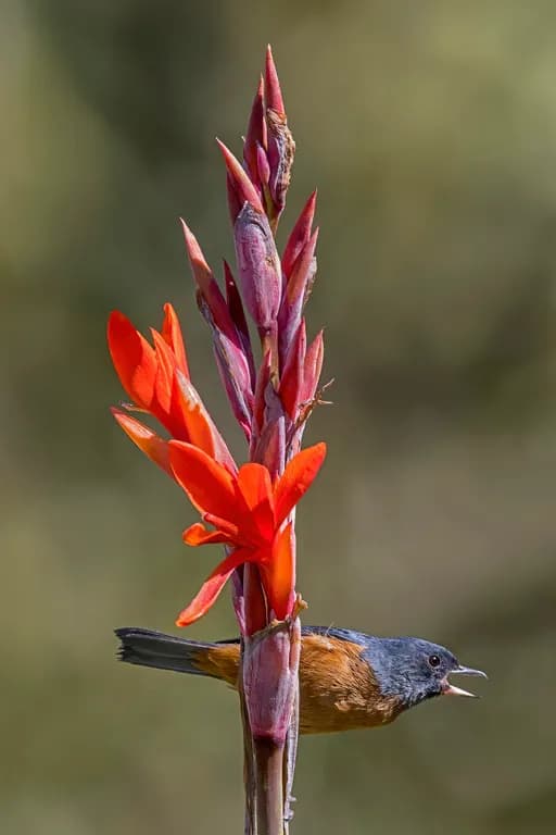 CANNA INDICA ROOT EXTRACT 대표 사진