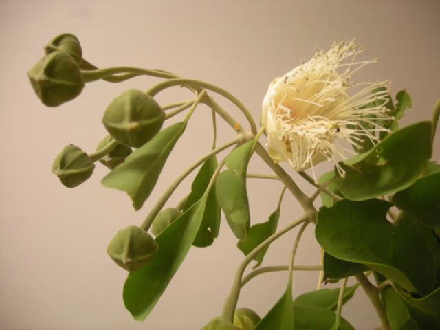 CAPPARIS MITCHELLII LEAF EXTRACT 대표 사진