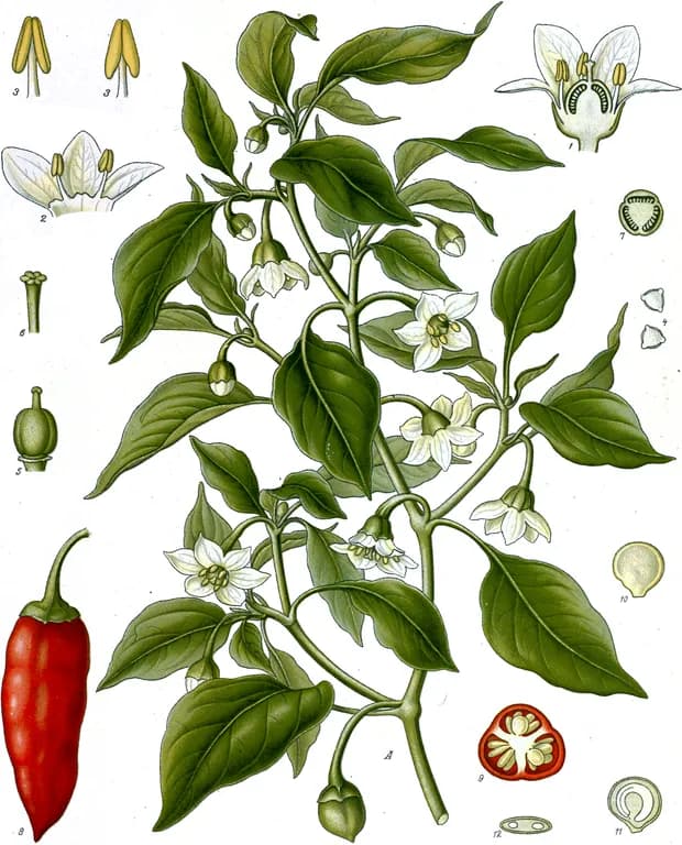 CAPSICUM ANNUUM FRUIT MERISTEM CELL 대표 사진