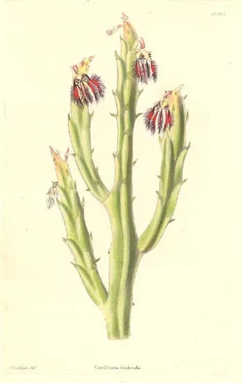 CARALLUMA FIMBRIATA STEM EXTRACT 대표 사진