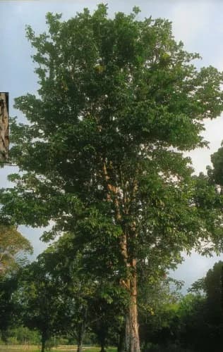 CARAPA GUIANENSIS OIL PEG-8 ESTERS 대표 사진