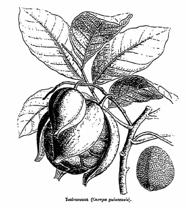 CARAPA PROCERA SEED OIL 대표 사진