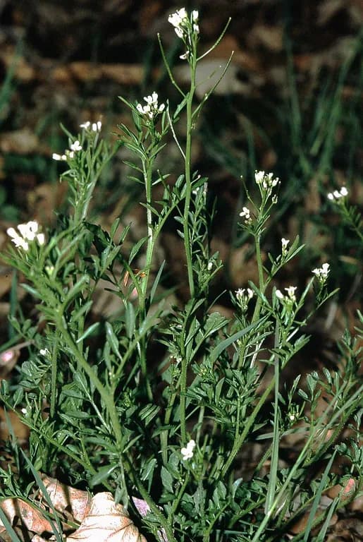 CARDAMINE FLEXUOSA EXTRACT 대표 사진