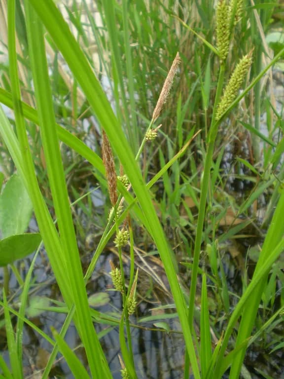 CAREX DISPALATA EXTRACT 대표 사진