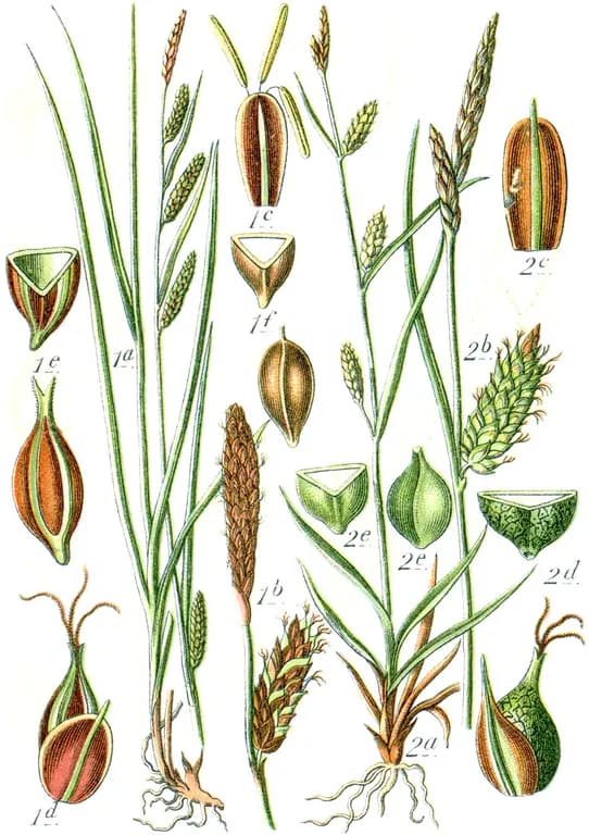 CAREX GLABRESCENS EXTRACT 대표 사진