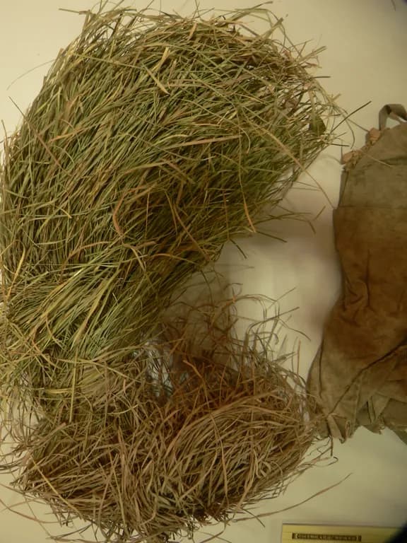 CAREX MEYERIANA LEAF/STEM EXTRACT 대표 사진