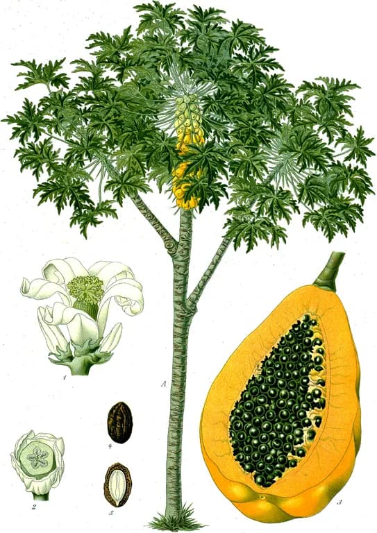 CARICA PAPAYA SEED EXTRACT 대표 사진