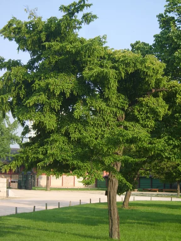 CARPINUS LAXIFLORA STEM EXTRACT 대표 사진