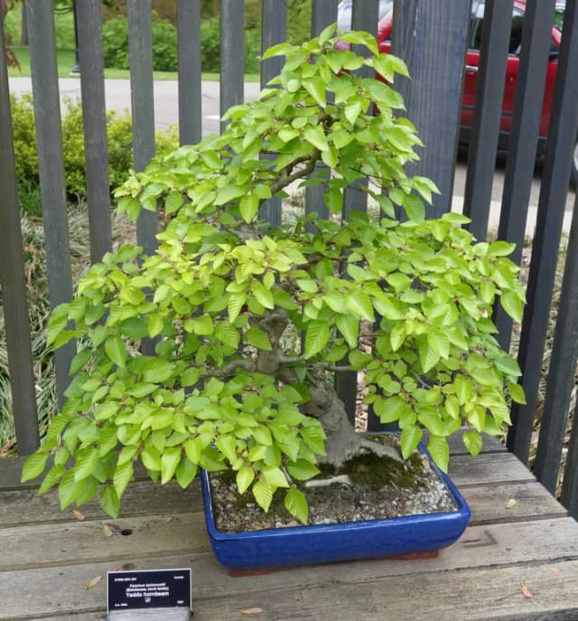 CARPINUS TSCHONOSKII STEM EXTRACT 대표 사진