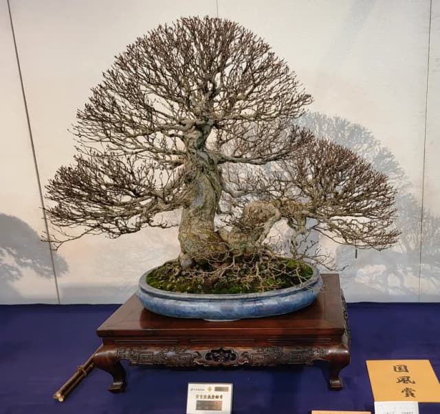 CARPINUS TURCZANINOWII EXTRACT 대표 사진