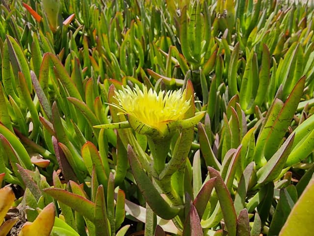 CARPOBROTUS EDULIS WATER 대표 사진