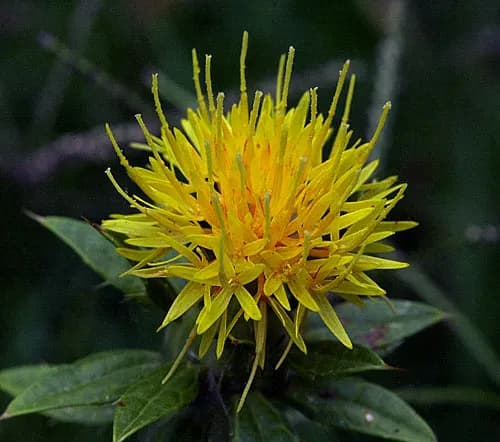 CARTHAMUS TINCTORIUS SPROUT EXTRACT 대표 사진