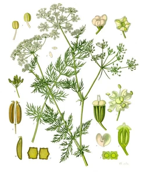 CARUM CARVI SEED OIL 대표 사진