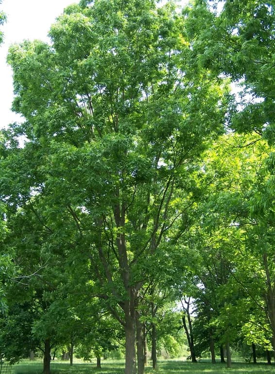 CARYA ILLINOINENSIS SEED EXTRACT 대표 사진