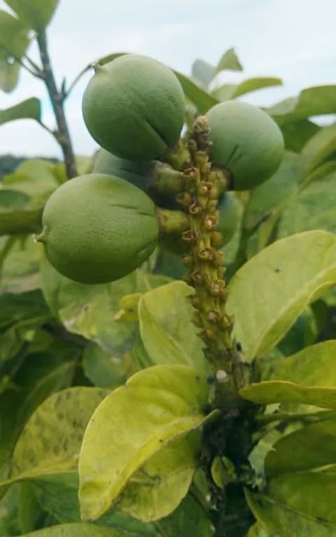 CARYODENDRON ORINOCENSE NUT OIL 대표 사진