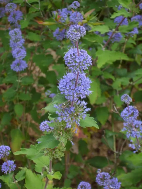 CARYOPTERIS INCANA FLOWER/LEAF/STEM EXTRACT 대표 사진