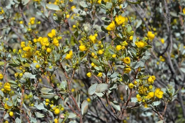 CASSIA ARTEMISIOIDES LEAF/STEM EXTRACT 대표 사진