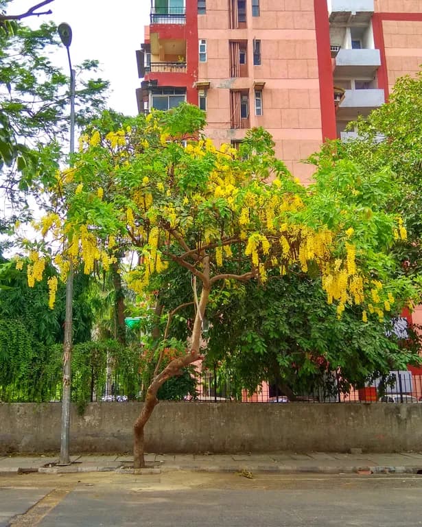 CASSIA FISTULA FLOWER EXTRACT 대표 사진