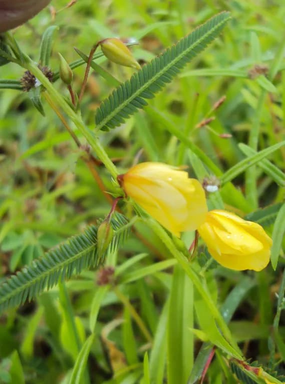 CASSIA MIMOSOIDES EXTRACT 대표 사진