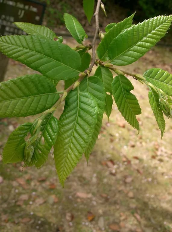 CASTANEA CRENATA CUPULE EXTRACT 대표 사진