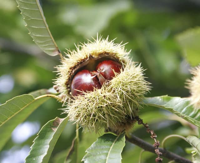 CASTANEA SATIVA WOOD EXTRACT 대표 사진