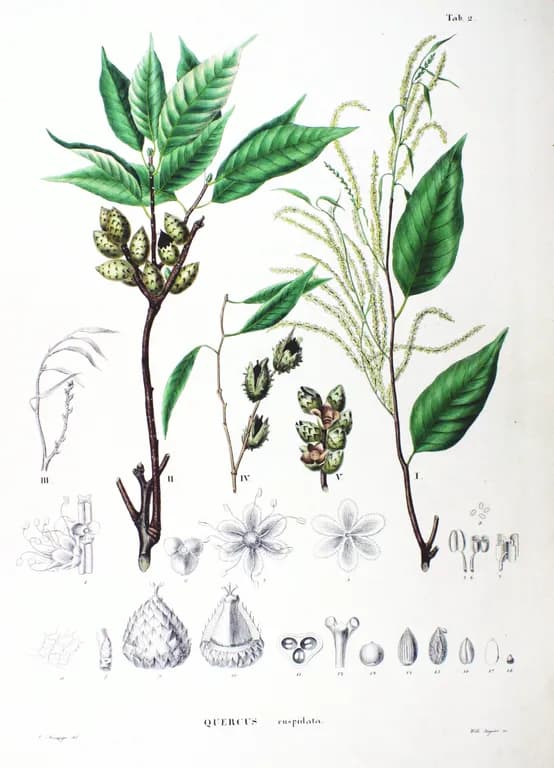 CASTANOPSIS CUSPIDATA LEAF EXTRACT 대표 사진