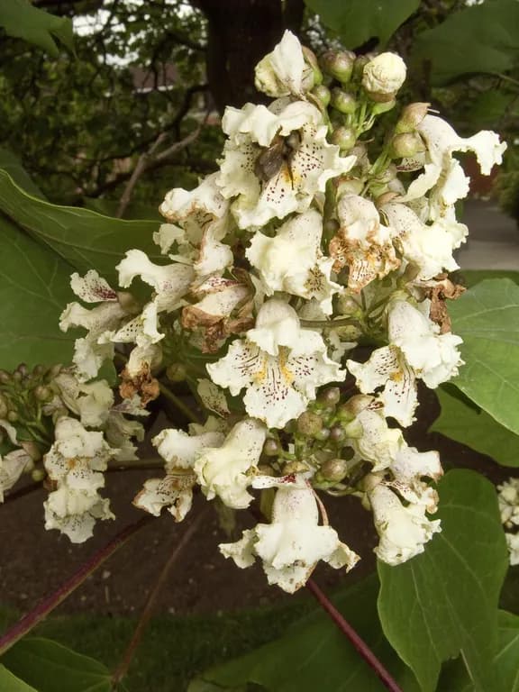 CATALPA OVATA FRUIT EXTRACT 대표 사진