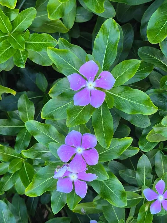 CATHARANTHUS ROSEUS CALLUS CULTURE EXTRACT 대표 사진