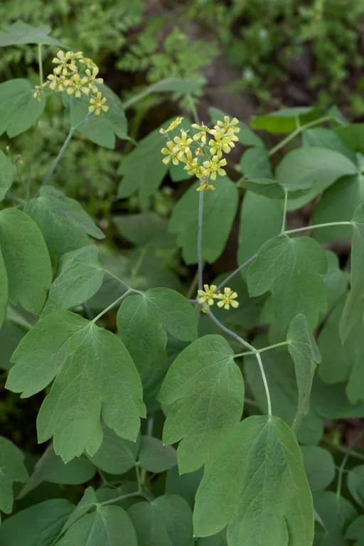 CAULOPHYLLUM THALICTROIDES ROOT EXTRACT 대표 사진