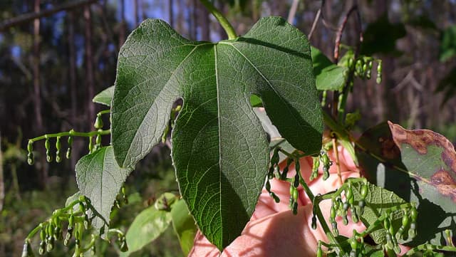 CAYAPONIA TAYUYA ROOT EXTRACT 대표 사진