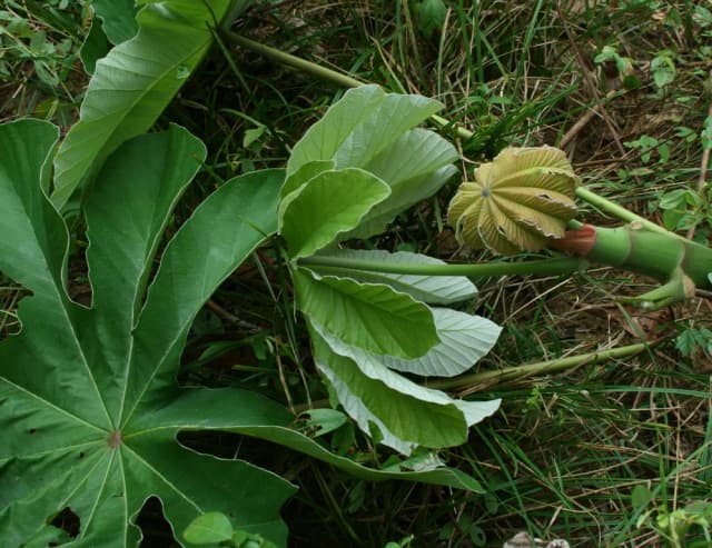 CECROPIA PELTATA LEAF EXTRACT 대표 사진