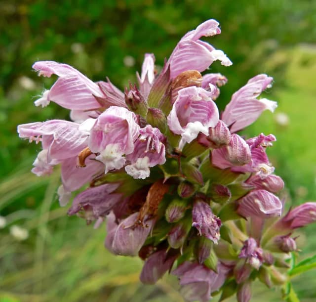 CEDRONELLA CANARIENSIS LEAF/STEM EXTRACT 대표 사진