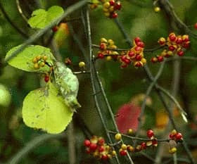 CELASTRUS ORBICULATUS BRANCH/LEAF EXTRACT 대표 사진