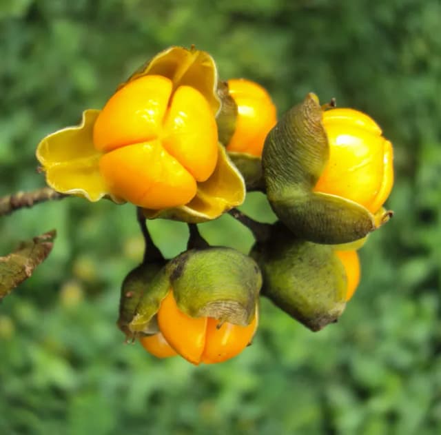 CELASTRUS PANICULATUS LEAF/FLOWER/SEED EXTRACT 대표 사진