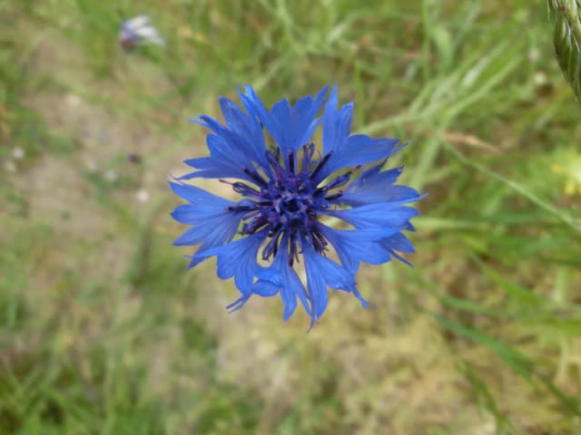 CENTAUREA CYANUS FLOWER FERMENT FILTRATE 대표 사진