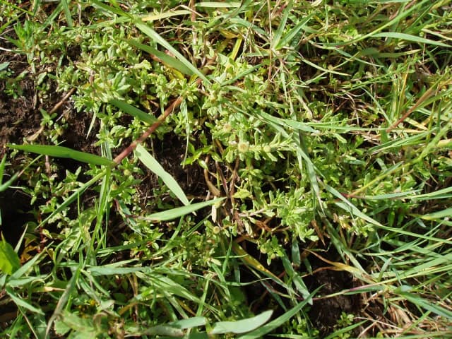 CENTIPEDA CUNNINGHAMII LEAF/STEM EXTRACT 대표 사진