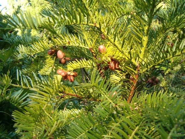 CEPHALOTAXUS HARRINGTONII BRANCH/LEAF EXTRACT 대표 사진