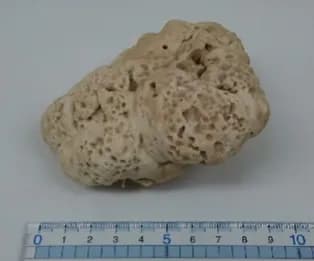CERACEOMYCES TESSULATUS MYCELIUM EXTRACT 대표 사진
