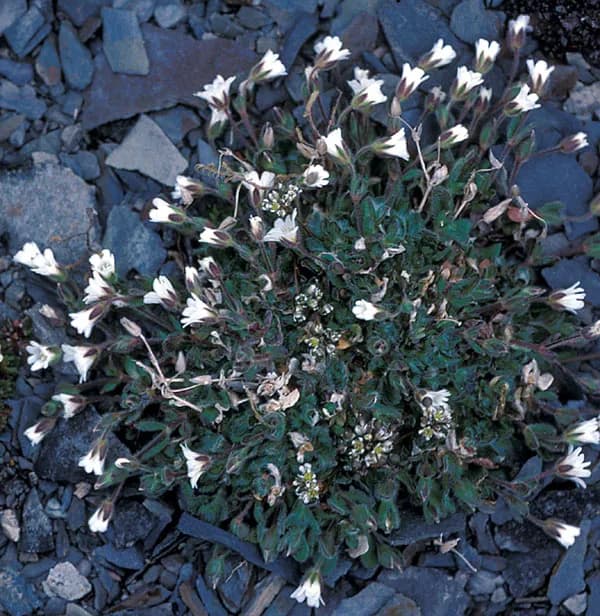 CERASTIUM ARCTICUM CALLUS CULTURE EXTRACT 대표 사진