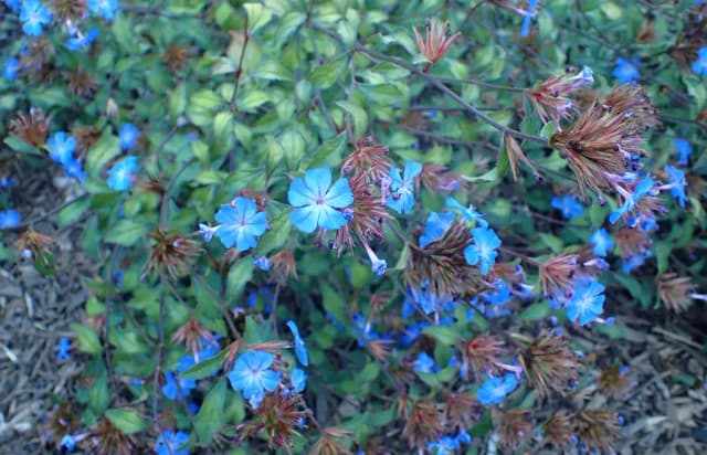 CERATOSTIGMA WILLMOTTIANUM FLOWER EXTRACT 대표 사진